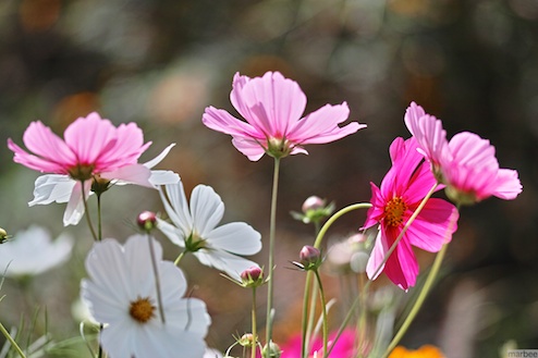 コスモス
