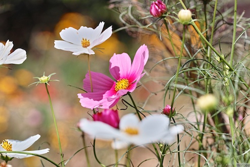 コスモス