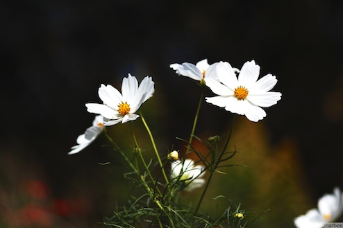 白いコスモス達