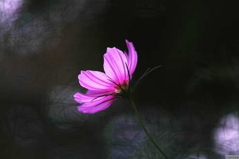 コスモス コスモス