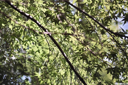 秋だけどまだ緑