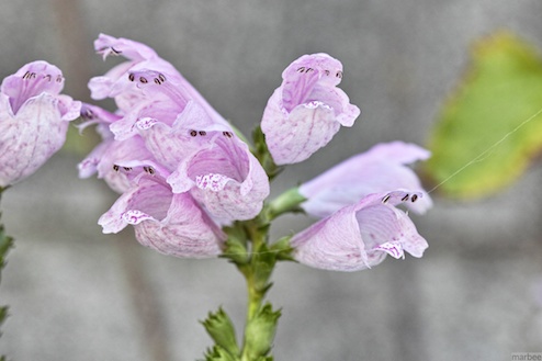 ピンク色の植物