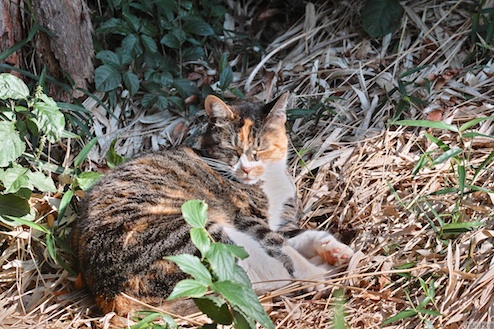 眠っているニャンコ