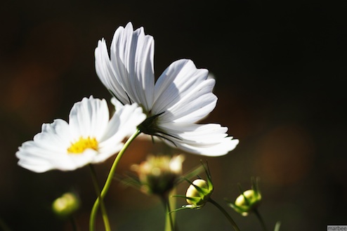 白いコスモス
