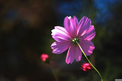 ピンク色のコスモス