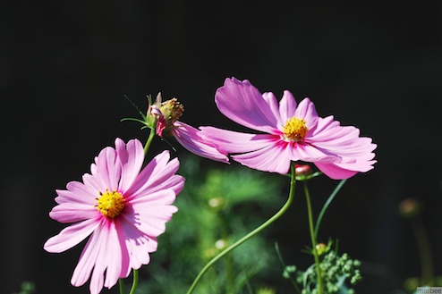 ピンク色のコスモス