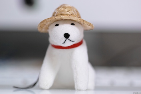 SIGMA_APO_MACRO_150mm_F2.8_EX_DG_OS_HSM試写 SIGMA_APO_MACRO_150mm_F2.8_EX_DG_OS_HSM試写