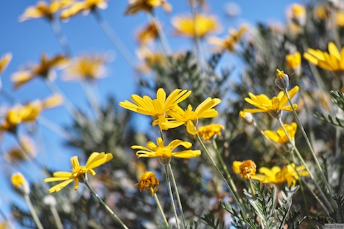 黄色い花 黄色い花