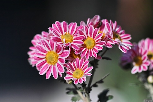 ピンク色の花 ピンク色の花