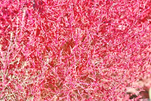 モフモフ モフモフ