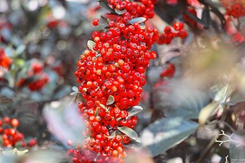 ピラカンサ ピラカンサ