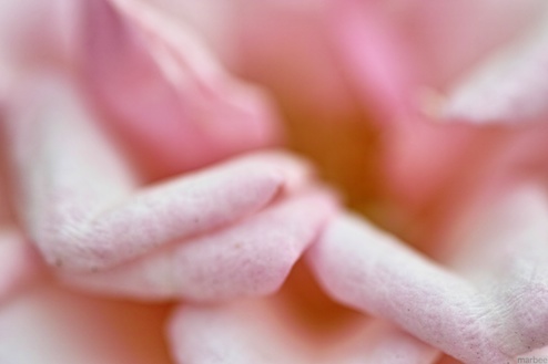 バラを接写 バラを接写