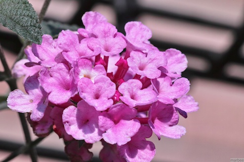 ランタナ ランタナ