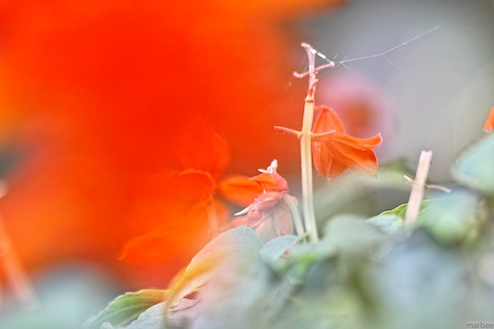 赤い花(前ボケ) 赤い花(前ボケ)