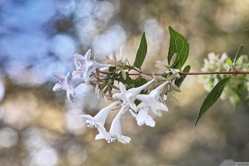 清水イボタ 清水イボタ