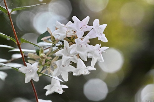 清水イボタ 清水イボタ