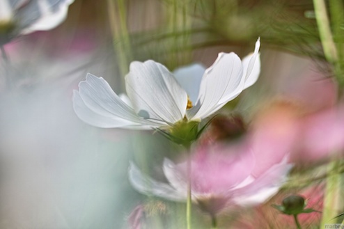 コスモス コスモス