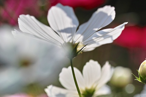 コスモス コスモス