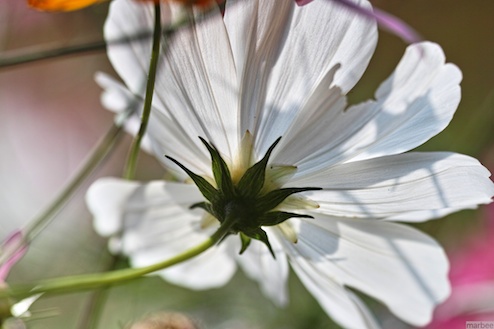 コスモス コスモス