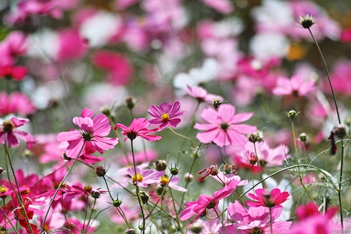 コスモス コスモス