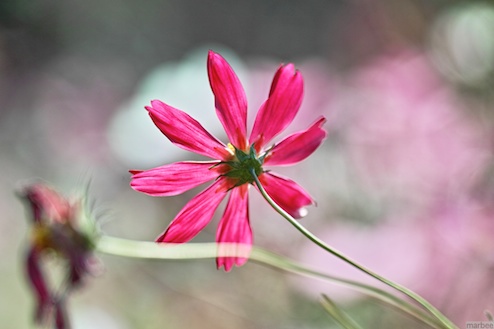 コスモス コスモス