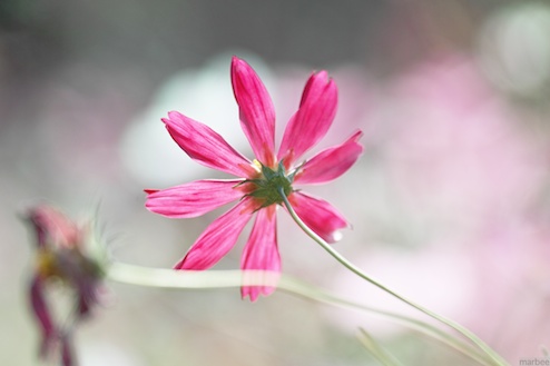 ピンク色のコスモス（クリーミーボケ）