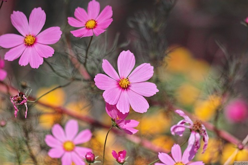 コスモス コスモス