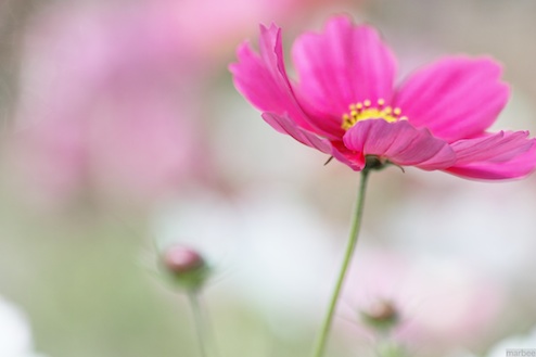 ピンク色のコスモス(クリーミーボケ) ピンク色のコスモス(クリーミーボケ)