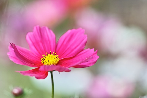 コスモス コスモス