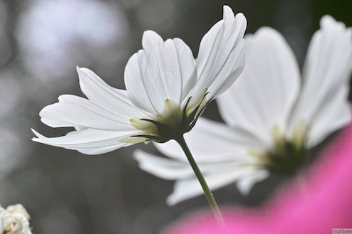 コスモス コスモス