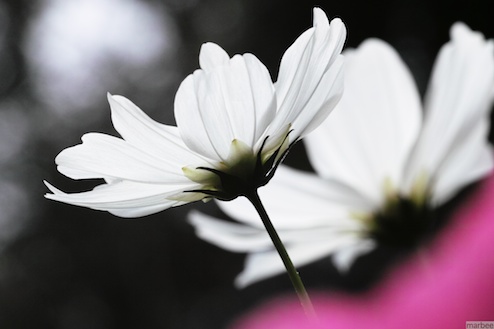 白いコスモス