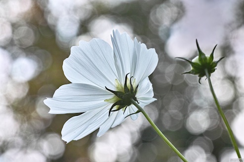 コスモス コスモス