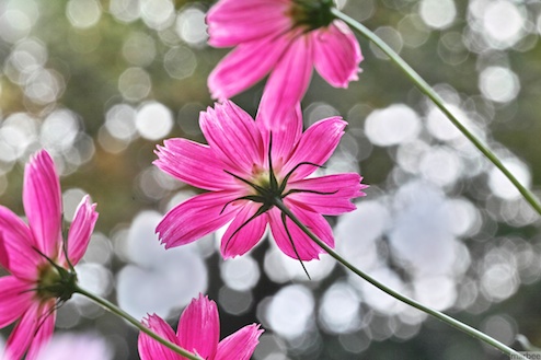 コスモス コスモス