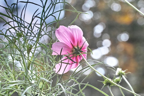 コスモス コスモス