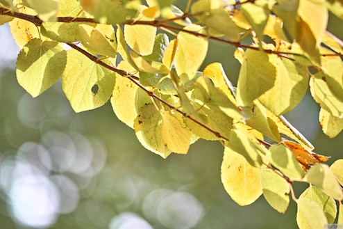 色づき始めた銀杏 色づき始めた銀杏