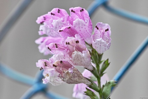 ピンク色の花 ピンク色の花