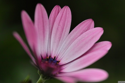 オステオスペルマム