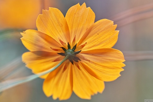 キバナコスモス