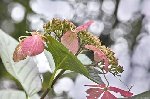まだ頑張っている額紫陽花