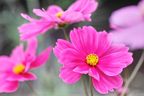 ピンク色のコスモス