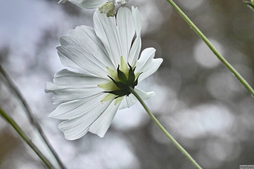 白いコスモス