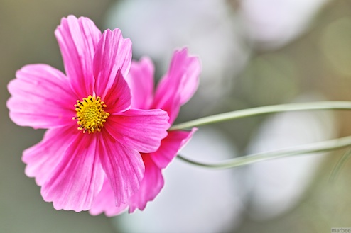 ピンク色のコスモス