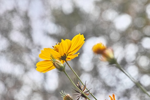 キバナコスモス