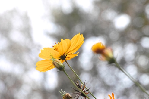 キバナコスモス