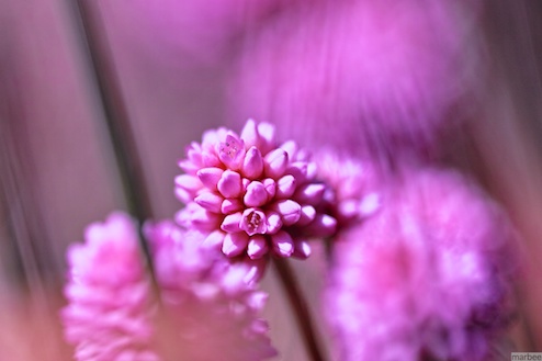 ヒメツルソバ ヒメツルソバ