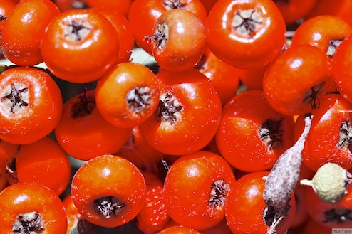 ピラカンサ ピラカンサ