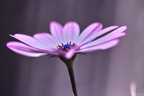 オステオスペルマム オステオスペルマム