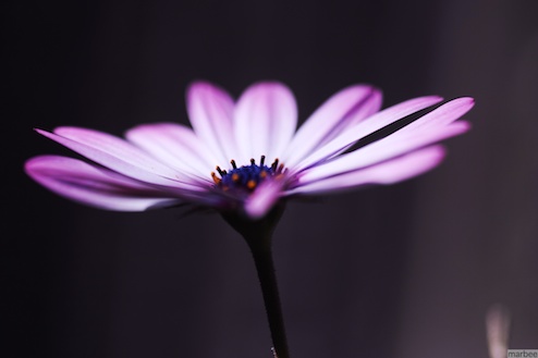 オステオスペルマム オステオスペルマム