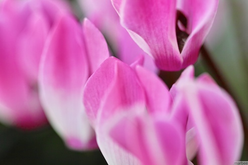 ピンク色の花 ピンク色の花