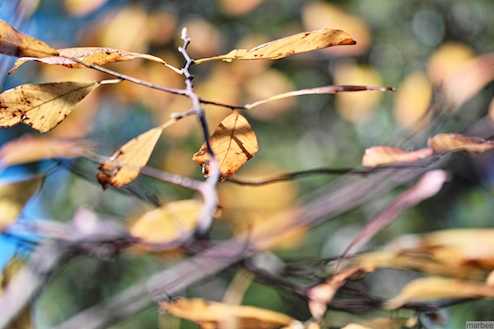 色づいた木 色づいた木